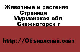  Животные и растения - Страница 11 . Мурманская обл.,Снежногорск г.